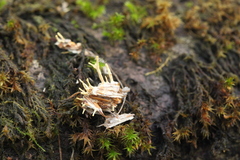 Akanthomyces aculeatus