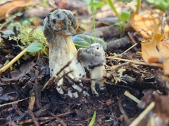 Hypomyces cervinigenus