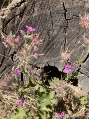 Pelargonium australe