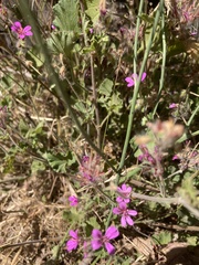 Pelargonium australe