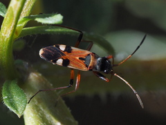 Beosus quadripunctatus
