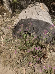 Pelargonium australe