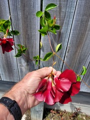 Mandevilla sanderi
