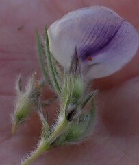 Psoralea floccosa