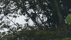 Cercopithecus cephus