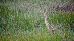 Botaurus pinnatus