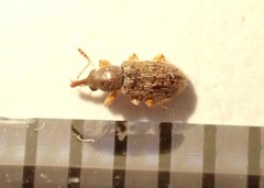 Rhinorhynchus rufulus