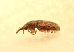 Rhinorhynchus rufulus