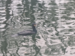 Phalacrocorax carbo hanedae