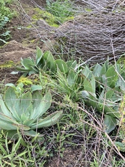 Dudleya pulverulenta