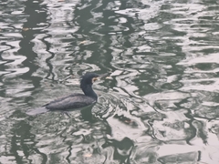 Phalacrocorax carbo hanedae