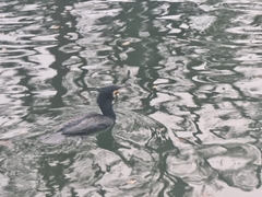 Phalacrocorax carbo hanedae