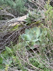 Dudleya pulverulenta