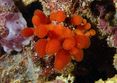 Pseudodistoma australe