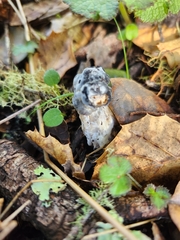 Hypomyces cervinigenus