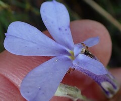 Lobelia dichroma