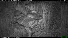 Tyto novaehollandiae