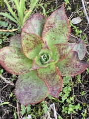Dudleya arizonica