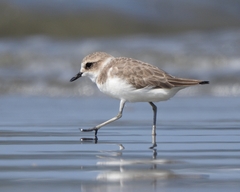 Charadrius alexandrinus