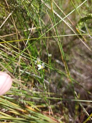 Lachnaea