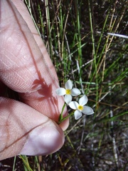 Lachnaea