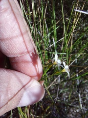 Lachnaea
