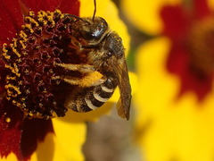 Halictus farinosus