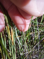 Lachnaea