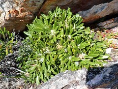 Oldenburgia paradoxa