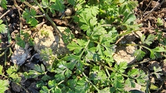 Chaerophyllum tainturieri