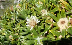 Oldenburgia paradoxa