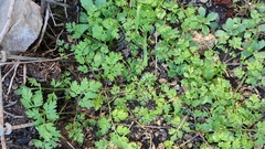 Chaerophyllum tainturieri