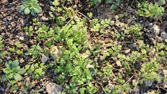 Chaerophyllum tainturieri