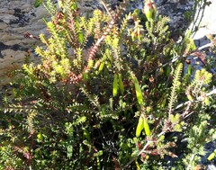 Erica viridiflora viridiflora