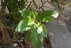Angiospermae