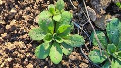 Tomostima cuneifolia