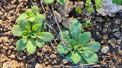 Tomostima cuneifolia