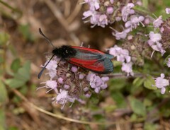Zygaena purpuralis