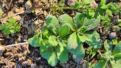 Tomostima cuneifolia