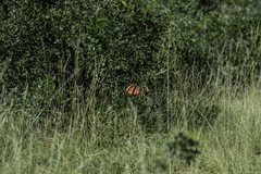Cyrtanthus contractus