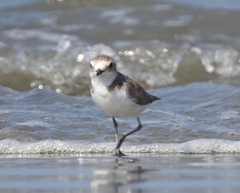 Charadrius alexandrinus