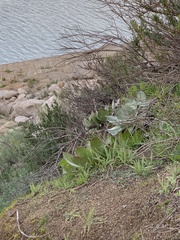 Dudleya pulverulenta