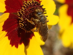 Halictus farinosus