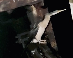 Anhinga novaehollandiae