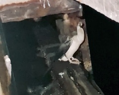 Anhinga novaehollandiae