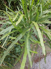 Muehlenbeckia platyclada