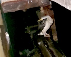 Anhinga novaehollandiae