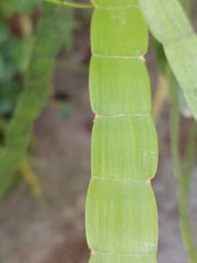 Muehlenbeckia platyclada