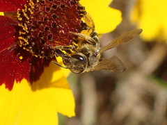 Halictus farinosus