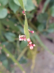 Muehlenbeckia platyclada